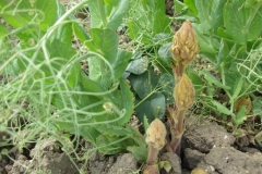 25. Jopo en guisante Cartouche