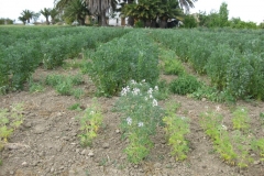 26. Altramuz tolerante a suelos neutros