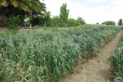 27. Ensayo de avenas