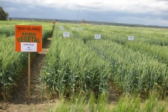 29. Ensayo trigo harinero