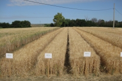 31. Bandas promocion Cebadas