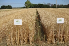 32. Bandas Triticale