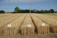 33. Bandas Trigo Duro