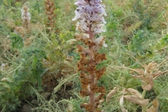 36. Jopo en guisante