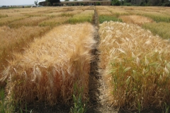38. Cebadas Syngenta