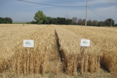 42. Triticales maduros