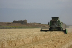 47. Cosecha en Tejada