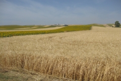 49. Panoramica Escacena