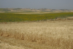 50. Panoramica Paterna