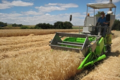 53. Cosecha DON JOSE