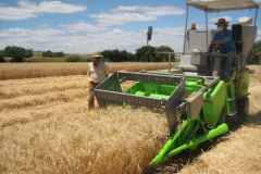 54. Cosechando DON JOSE