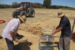 56. Aventando guisantes