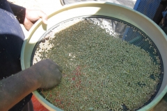 57. Guisantes resistentes a jopo