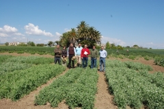 6. Ensayos Guisantes
