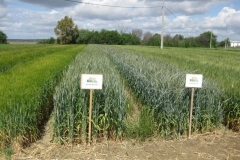 9bis. Bondadoso e Imperioso