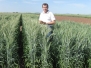 CIMMYT