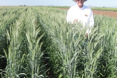 11. Karim con triticale