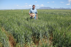 13. Don Ricardo en riego reducido