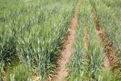 14. Don Ricardo y Colosseo en riego reducido