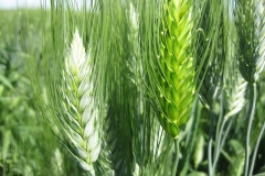 21. Segregando glauescencia