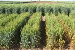 3. Resistencia a roya en harineros