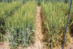 4. Resistencia a roya