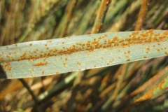 5. Roya de la hoja