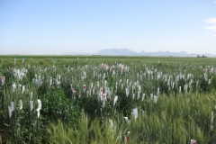 8. Cruzamientos ME4A