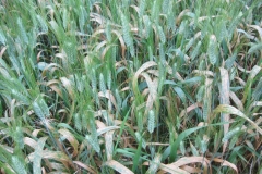 14. Septoria tritici