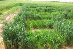 15. Vivero CIMMYT Turquia