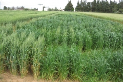 16. Vivero harineros Syngenta