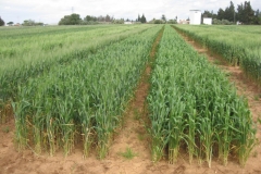 18. Tejada y Antequera en bandas