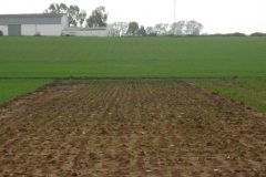 2. Vivero naciendo