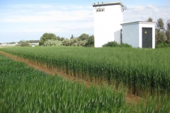 20. Trigo comercial DON JOSE