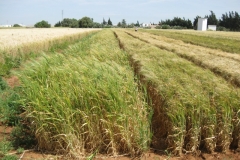 21. Cebada del pais y Pewter