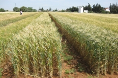 22. Bondadoso e Imperioso