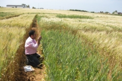 23. Somateria (gen Lr14)