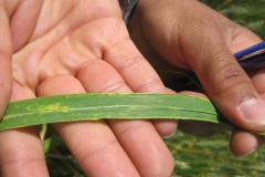 25. Pustulas de roya en Somateria