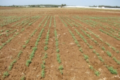 26. Ensayo de garbanzos