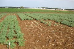 27. Fusariosis en Lechoso