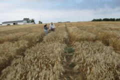 28. Cortando espigas