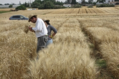 29. Espigas de variedades preseleccionadas