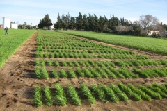 3. Vivero de seleccion Conil