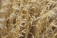 31. Hormigas 1