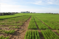 5. Vivero y ensayos Conil