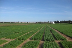 6. Ensayos de confirmacion