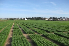 7. Ensayo triticales