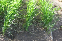 9. Urea en cobertera