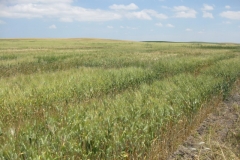 13. Borde de Don Ricardo