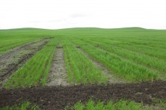 3. Pasillos cortados